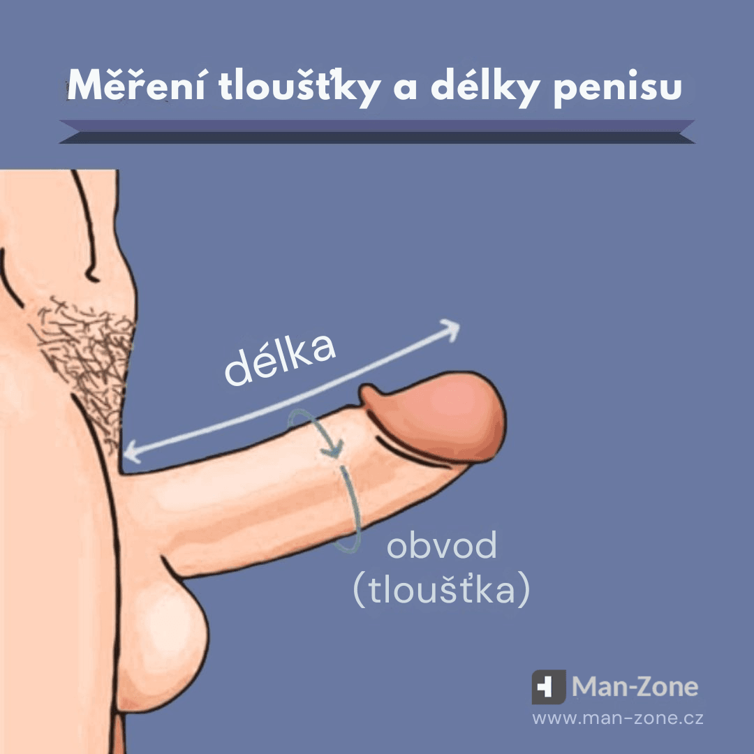 ilustrace-zobrazuje-jak-se-spravne-meri-delka-a-obvod-penisu-behem-erekce-s-sipkami-a-popisy